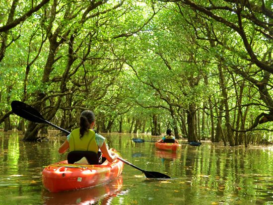 マングローブカヤック＋アーラの滝トレッキング　1日1組限定の貸切ツアー！農場体験＆野菜収穫体験も＜昼食付／写真プレゼント／上原港・西部地区（上原港側）無料送迎＞