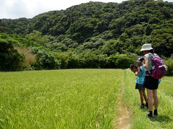 マングローブカヤック＋アーラの滝トレッキング　1日1組限定の貸切ツアー！農場体験＆野菜収穫体験も＜昼食付／写真プレゼント／上原港・西部地区（上原港側）無料送迎＞