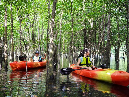 mangrove-kayak2
