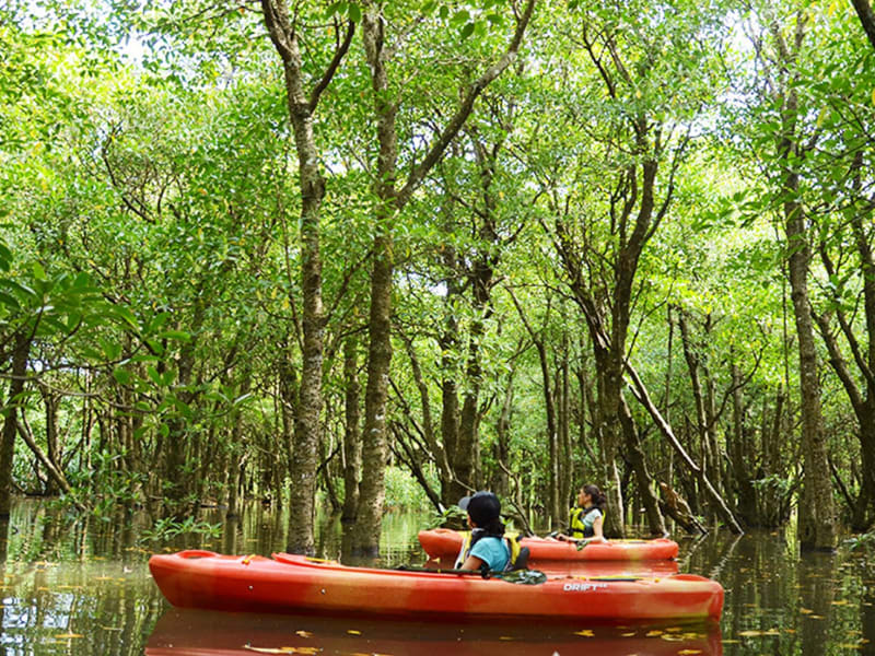 mangrove-kayak6