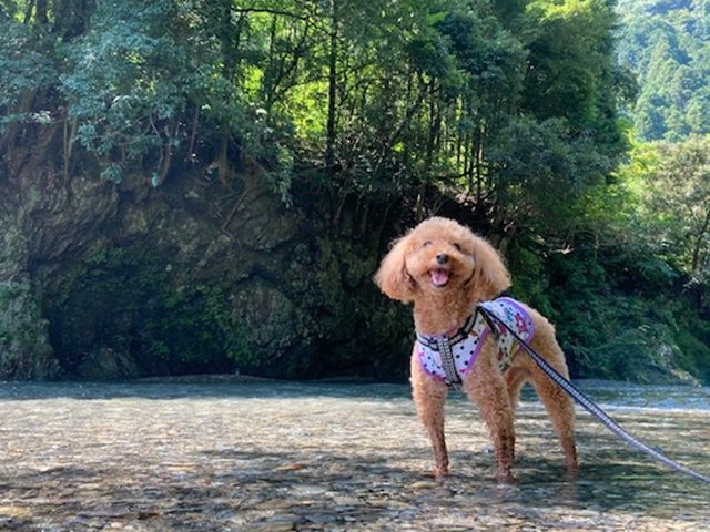 愛犬連れok 秋川渓谷 川遊び日帰りツアー ワンちゃんと一緒に涼を楽しむ 8月15日 渋谷 池袋発着 東京の観光 遊び 体験 レジャー専門予約サイト Veltra ベルトラ