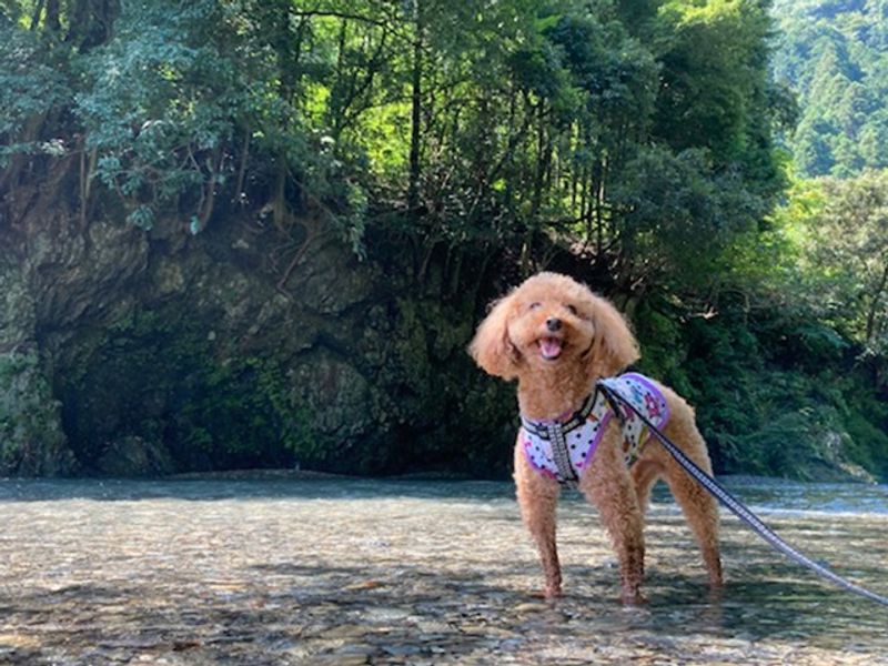 img_dog_river001_735_480