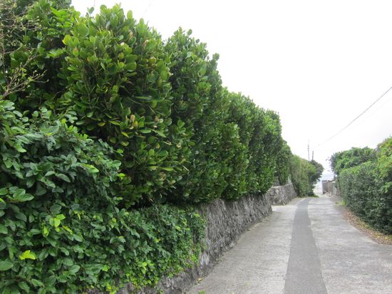 サンゴ石垣とフクギ生垣(花良治)