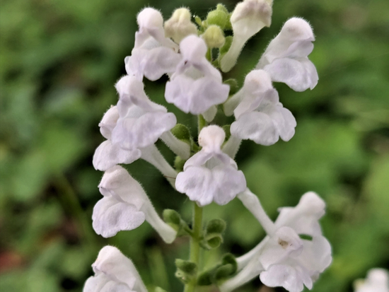 ヒメタツナミソウ（喜界島固有種、開花時期は春先）別名キカイタツナミソウ