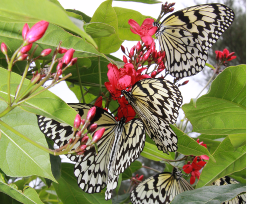 喜界島認定エコツアーガイド 外内（とのち）さんと行く！喜界島段丘と集落を楽しむE-バイクツアー 5つの集落とビューポイントを爽快サイクリング！＜半日＞