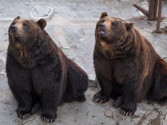 Japan_Hokkaido_Noboribetsu_Bears_shutterstock_1082559857