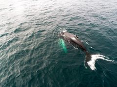 humpback-whale-by-nick-bondarev