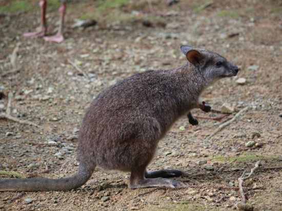 シンガポール ナイトサファリツアー　日本語含むマルチ音声トラム確約 ＜夕食付きプランあり＞