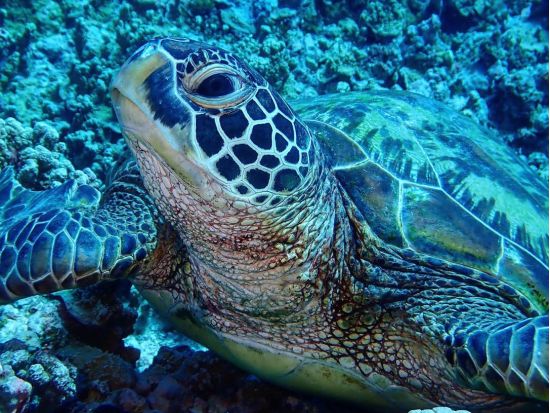 ファンダイビング ダイビング専用船で快適！ブランクダイバー向けプランあり！＜ボート／2ダイブ＞by ジェントリーブルー