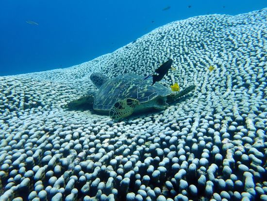 ファンダイビング ダイビング専用船で快適！ブランクダイバー向けプランあり！＜ボート／2ダイブ＞by ジェントリーブルー