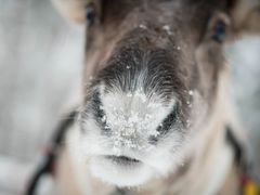 rovaniemi_reindeer-safari-to-search-for-the-northern-lights-2_michael-mead_1920x1080-1920x1080