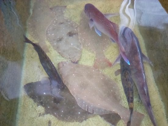 ＼ベルトラ限定プラン／瀬戸内の海が見える高台の1棟貸し「家島ハレテラス」に泊まる～食べて、感じて、遊びつくす～ 家島をまるっと満喫する2日間＜1泊2日／家島＞