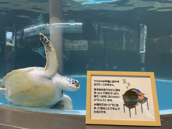 室戸岬人気スポット巡り！室戸岬＋室戸ユネスコ世界ジオパーク＋むろと廃校水族館＜貸切／7.5時間／高知市内発＞