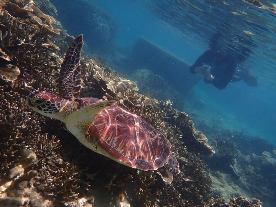 シュノーケリング体験 南国の魚たちと美しい海を満喫 写真撮影無料&餌付け体験付き◎＜6歳から参加OK／写真プレゼント／那覇市内無料送迎／糸満市＞