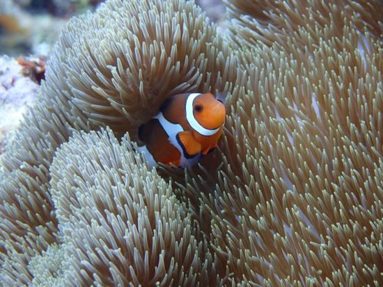 シュノーケリング体験 南国の魚たちと美しい海を満喫 写真撮影無料&餌付け体験付き◎＜6歳から参加OK／写真プレゼント／那覇市内無料送迎／糸満市＞