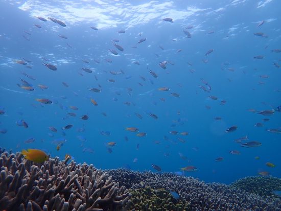 体験ダイビング　最大3名の少人数制で安心！餌付け体験付き＜ビーチ／1ダイブ／写真プレゼント／糸満市＞by OCEAN'S SEVEN