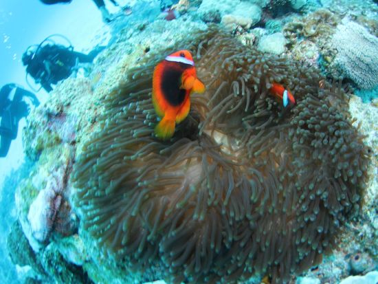 体験ダイビング　最大3名の少人数制で安心！餌付け体験付き＜ビーチ／1ダイブ／写真プレゼント／糸満市＞by OCEAN'S SEVEN