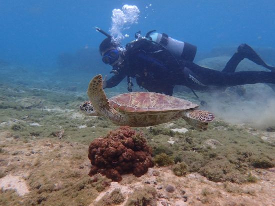 体験ダイビング　最大3名の少人数制で安心！餌付け体験付き＜ビーチ／1ダイブ／写真プレゼント／糸満市＞by OCEAN'S SEVEN