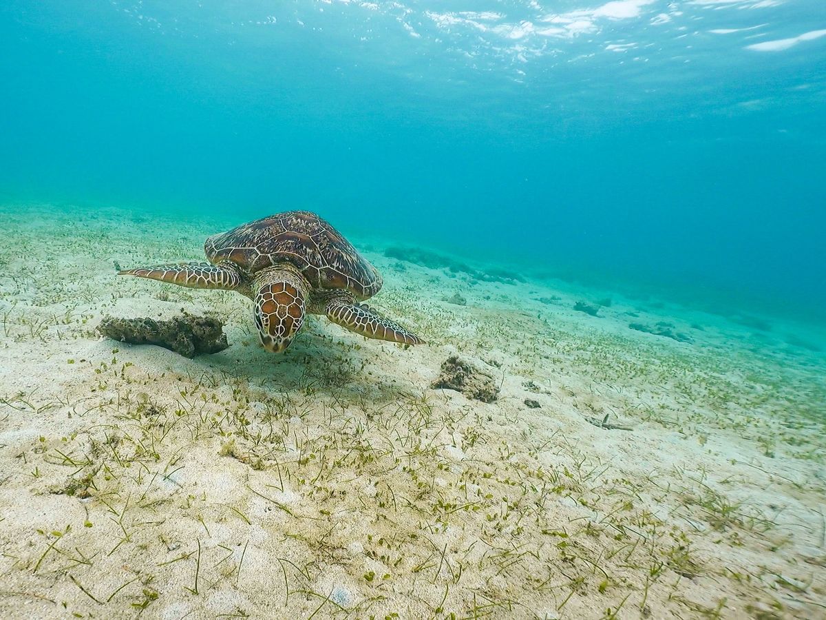 貸切】ウミガメシュノーケリングツアー 奄美群島エコツアー登録ガイド