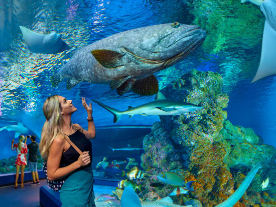 Cairns Aquarium Square Hero Image