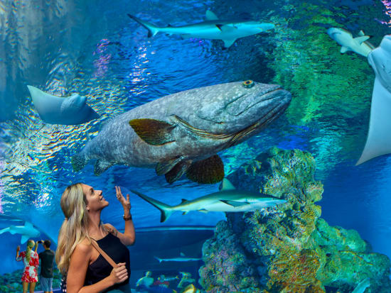 ケアンズ水族館入場チケット　グレートバリアリーフの海を再現した水族館へお得に入場！＜ウミガメ病院ツアー付きプランあり＞