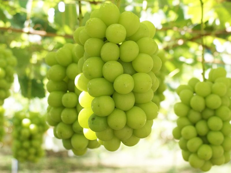 シャインマスカット