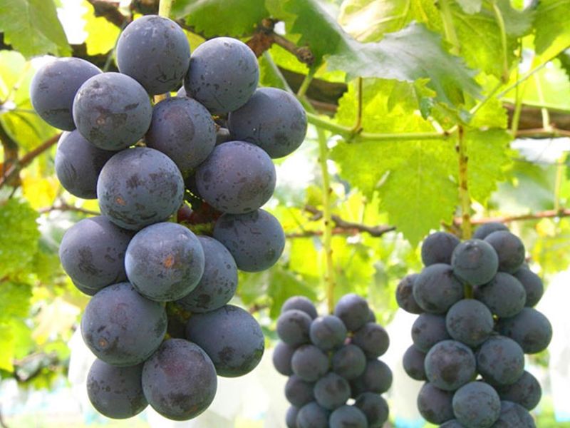 山梨日帰りぶどう狩りバスツアー 河口湖畔でランチバイキング ぶどう狩り食べ放題 シャトー勝沼 富士山の洞窟散策 桔梗屋信玄餅 詰め放題 8 10月 新宿発 東京の観光 遊び 体験 レジャー専門予約サイト Veltra ベルトラ