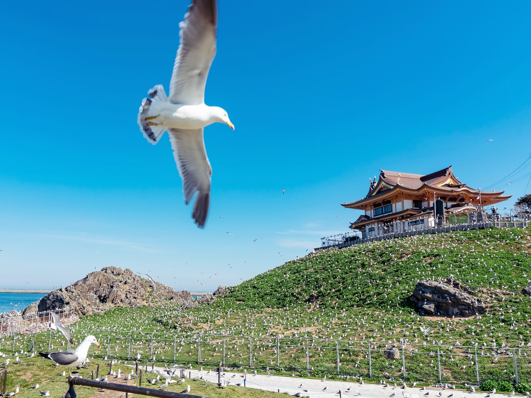 貸切観光タクシー 三陸復興国立公園蕪島＋葦毛崎展望台＋種差海岸