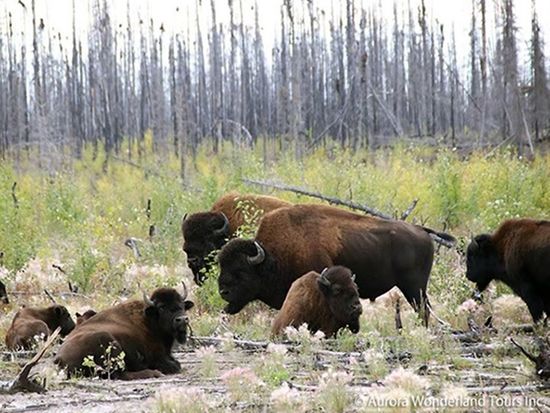 Becks-Summer-Bison-Tour-01-600