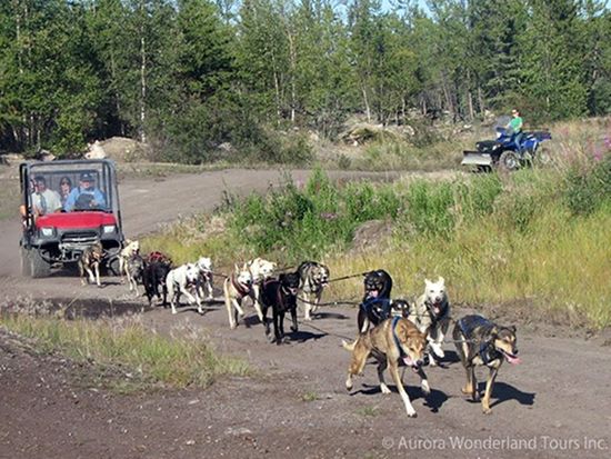 Becks-Summer-Dog-Training-01-600