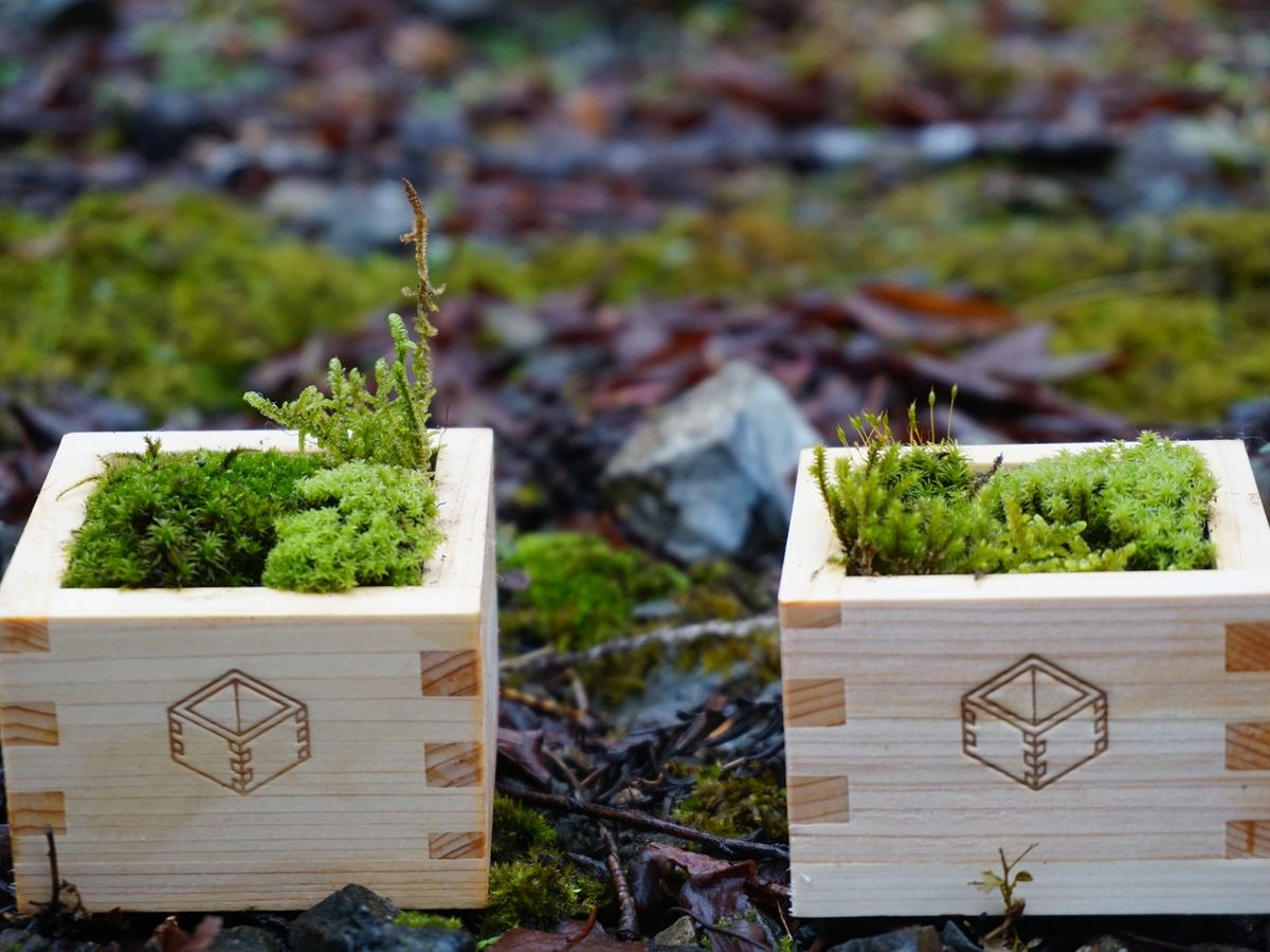 苔テラリウム体験 枡作りから行うテラリウム作り 伐採の見学や間伐材の