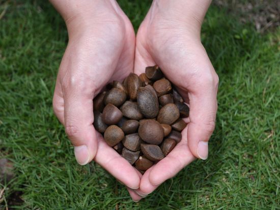 椿油搾り体験　五島の島の恵みをお裾分け 美肌・美髪に人気の椿油作り 搾油目安量15ml ＜中通島・新上五島町＞ by 矢堅目の塩本舗