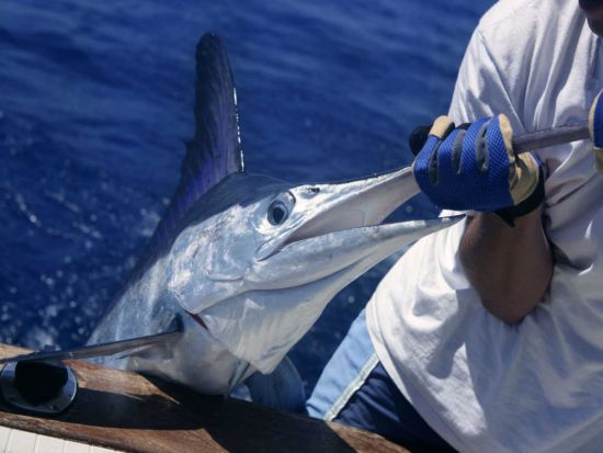 スポーツフィッシングツアー　貸切または混載　釣り具レンタル付きで気軽に参加OK!＜4・6・8時間／ホノコハウ湾＞by Bite Me 3 Corporation