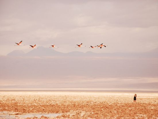 アタカマ高地の湖をめぐる！ミスカンティー湖＆ミニケス湖＆アタカマ塩湖 観光ツアー＜昼食付／英語ガイド／サン・ペドロ・デ・アタカマ発＞