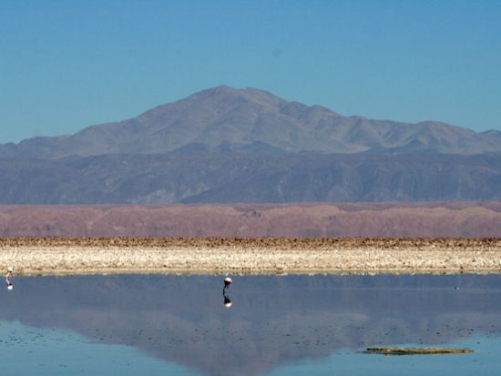 アタカマ高地の湖をめぐる！ミスカンティー湖＆ミニケス湖＆アタカマ塩湖 観光ツアー＜昼食付／英語ガイド／サン・ペドロ・デ・アタカマ発＞