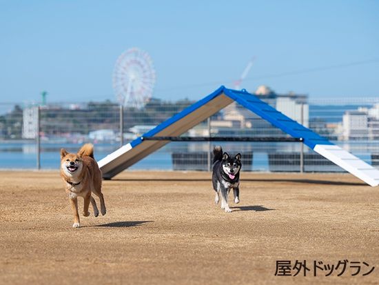 img_hamanako_wanwan_1470_4801