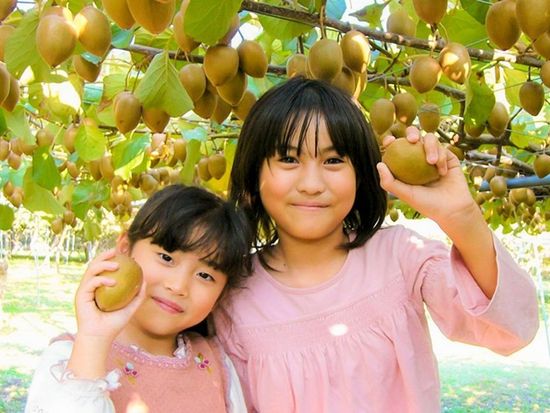 img_kiwi_kiwi_735_48001