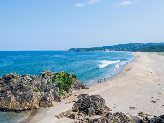 種差海岸トレッキング 蕪島から大須賀海岸へ！ウミネコ、650種を超える植物、葦毛崎展望台や鳴き砂… 魅力をたっぷり満喫＜7歳以上／通年／半日／八戸市＞