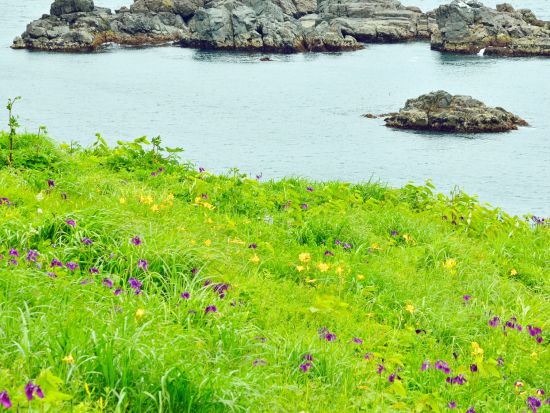 種差海岸トレッキング 蕪島から大須賀海岸へ！ウミネコ、650種を超える植物、葦毛崎展望台や鳴き砂… 魅力をたっぷり満喫＜7歳以上／通年／半日／八戸市＞