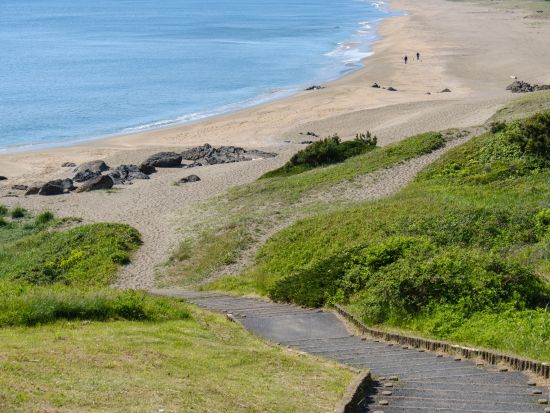 種差海岸トレッキング 蕪島から大須賀海岸へ！ウミネコ、650種を超える植物、葦毛崎展望台や鳴き砂… 魅力をたっぷり満喫＜7歳以上／通年／半日／八戸市＞
