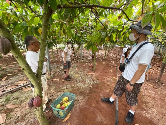 母島 農園見学 小笠原の特産品「島レモン」レモンジャム体験または選べるカカオニブ体験＜1～2時間／父島からの日帰り参加OK／小笠原諸島・母島発＞