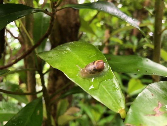母島トレッキングツアー 島の固有種を観察しながら歩く 乳房山西ルートから山頂を目指す本格コース  山頂は島々を見渡せる絶景スポット＜6時間／小笠原諸島・母島発＞