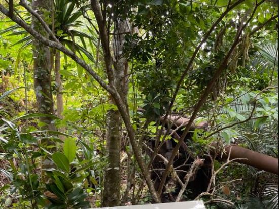 母島ウォーキングツアー　現地ガイドと行く！島に残る戦跡と手つかずの自然を巡る半日ツアー＜3時間／父島からの日帰り参加OK／小笠原諸島・母島発＞