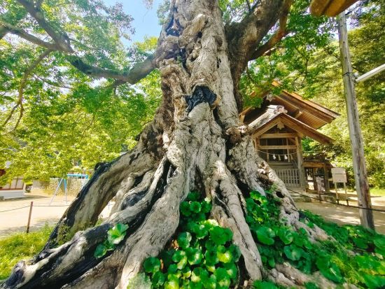 神話ナビゲーターがいざなう神がいた世界「出雲大社」 心優しき国づくりの神の知られざるアナザーストーリーに迫る＜出雲市／1~4名／2.5時間＞