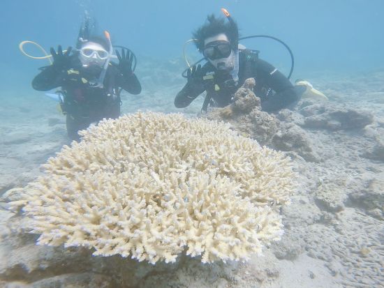 体験ダイビング半日ツアー　ビーチエントリー1ダイブ　奄美群島エコツアー登録ガイド新屋さんがご案内 ＜龍郷町＞ by LeapScubaAmami