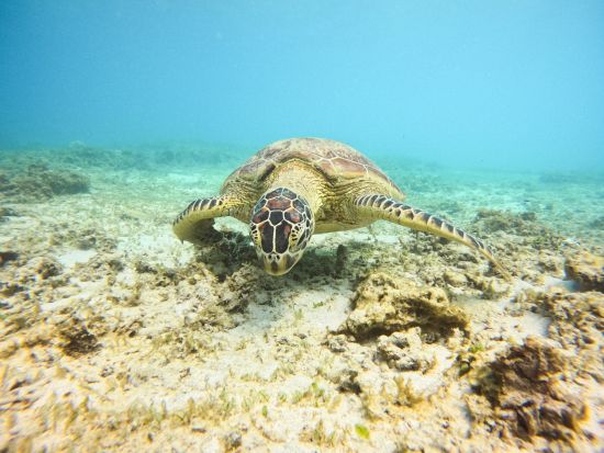 【貸切】ウミガメシュノーケリングツアー　奄美群島エコツアー登録ガイド新屋さんがご案内！写真&動画データプレゼント＜龍郷町＞by LeapScubaAmami
