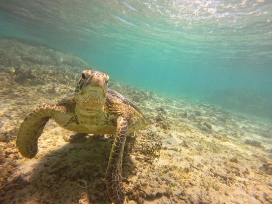 【貸切】ウミガメシュノーケリングツアー　奄美群島エコツアー登録ガイド新屋さんがご案内！写真&動画データプレゼント＜龍郷町＞by LeapScubaAmami