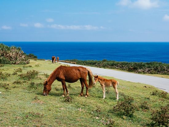 Japan_Okinawa_Yonaguni Isaland_shutterstock_766770874