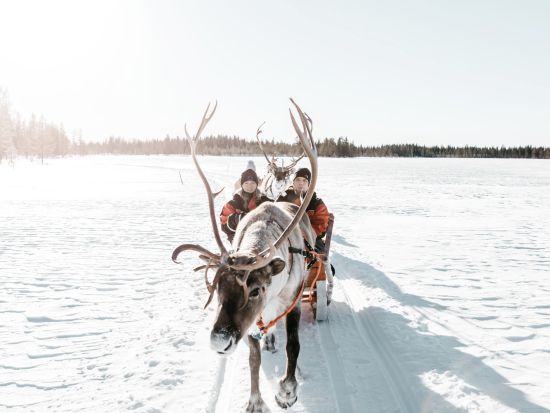 トナカイぞりで行く！トナカイサファリ半日ツアー 温かい飲み物とスナック付き＜12～4月初旬／午後・夜／ロヴァニエミ発＞