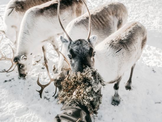 トナカイぞりで行く！トナカイサファリ半日ツアー 温かい飲み物とスナック付き＜12～4月初旬／午後・夜／ロヴァニエミ発＞